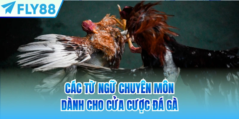 Các từ ngữ chuyên môn dành cho cửa cược đá gà