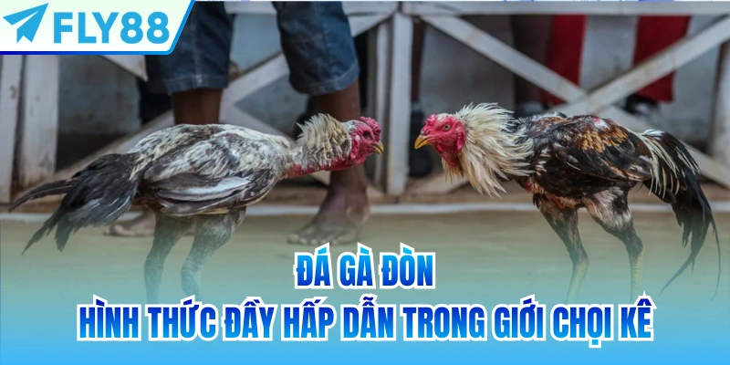Đá gà đòn - hình thức đầy hấp dẫn trong giới chọi kê