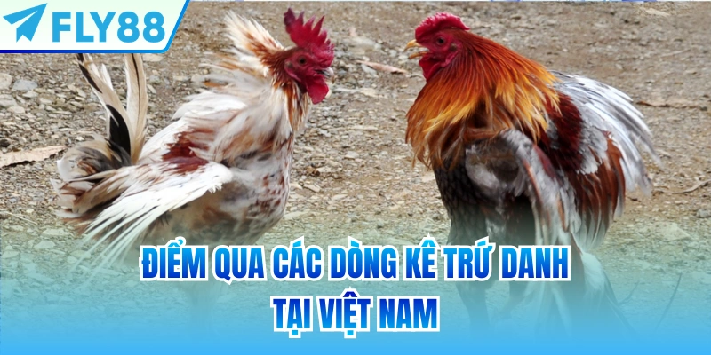 Điểm qua các dòng kê trứ danh tại Việt Nam