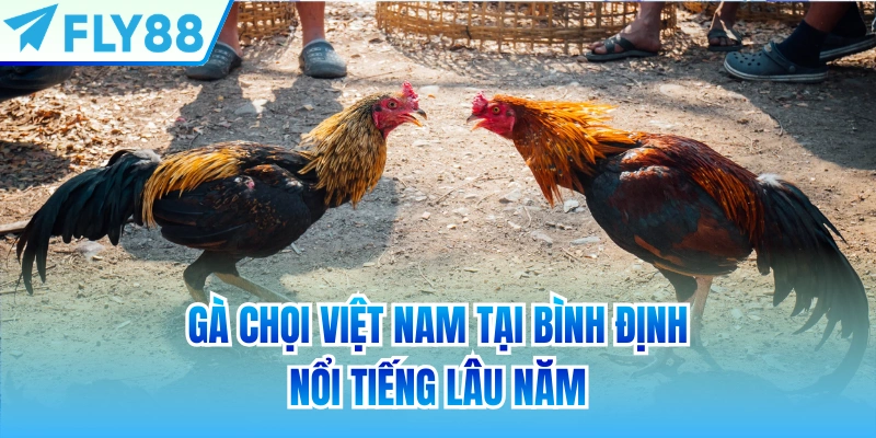 Gà chọi Việt Nam tại Bình Định nổi tiếng lâu năm