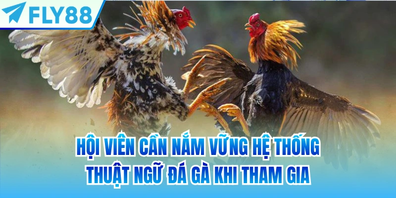 Hội viên cần nắm vững hệ thống thuật ngữ đá gà khi tham gia