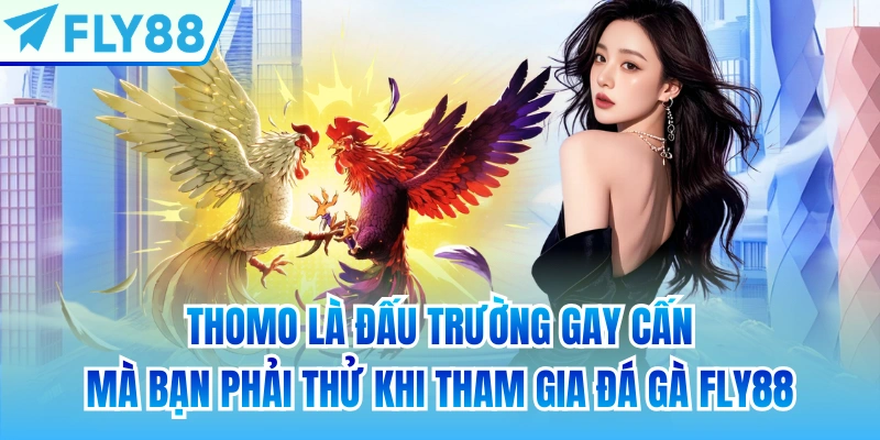 Thomo là đấu trường gay cấn mà bạn phải thử khi tham gia đá gà FLY88